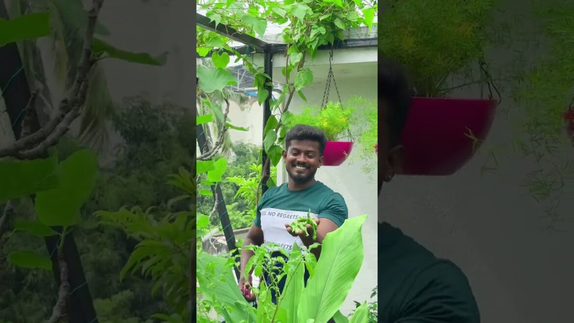 மொட்டைமாடில இவ்ளோ பெரிய  பாம்பா😮 ??? கண்டிப்பா நீங்களும் வளர்க்கலாம்...😂 #gardening #garden  #food