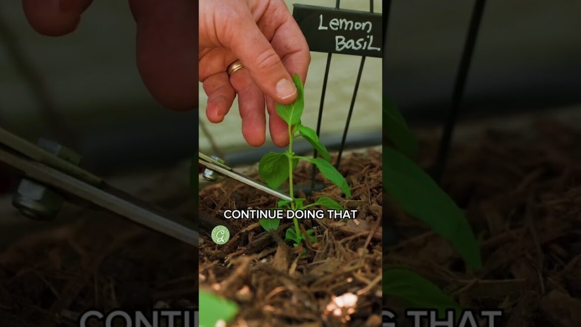 Grow Basil Like a Pro (It’s Easy!)