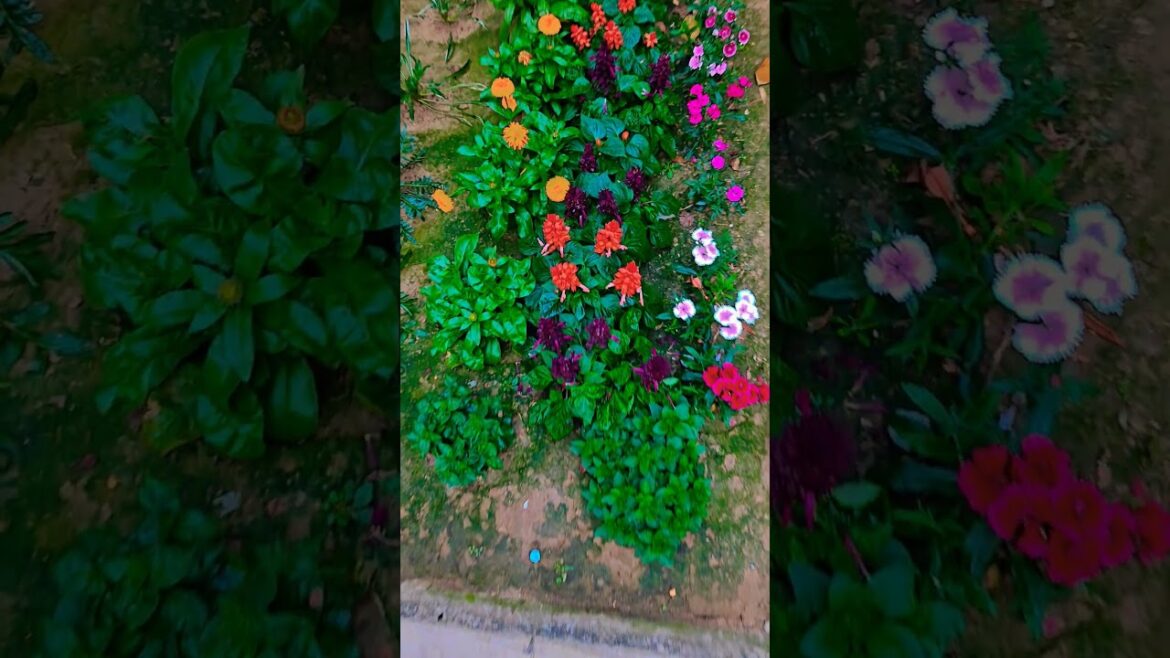 Song #garden #gardening #flowers #nursery #UpdateGardening #chadbagan Song #garden #gardening #flowers #nursery #UpdateGardening #chadbagan