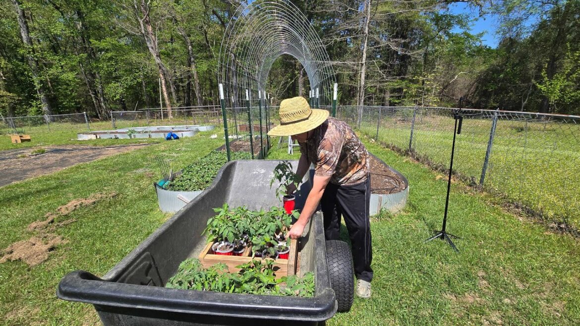 💛 🍅 Planting Tomato & Pepper Transplants 🌱 Backyard Garden Setup + Homestead Update