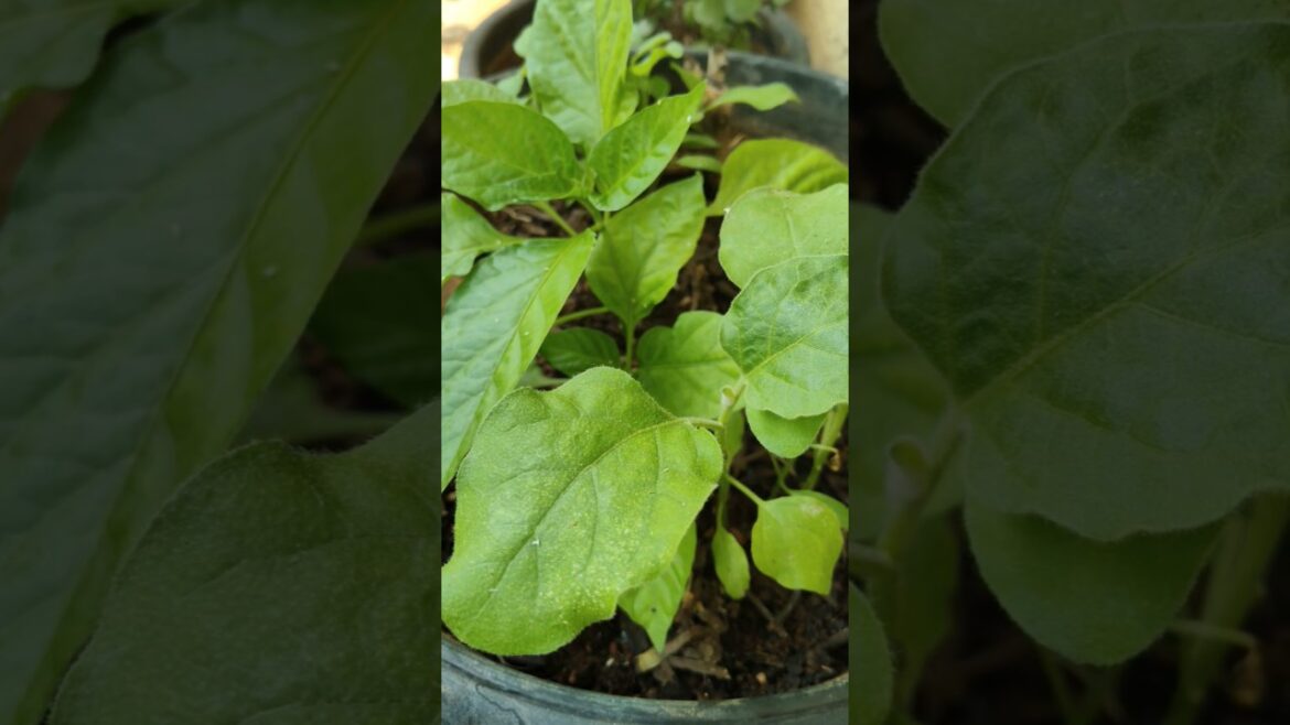 #plants #garden #gardeningideas #ytshorts #shortvideo #tips #gardening #nature