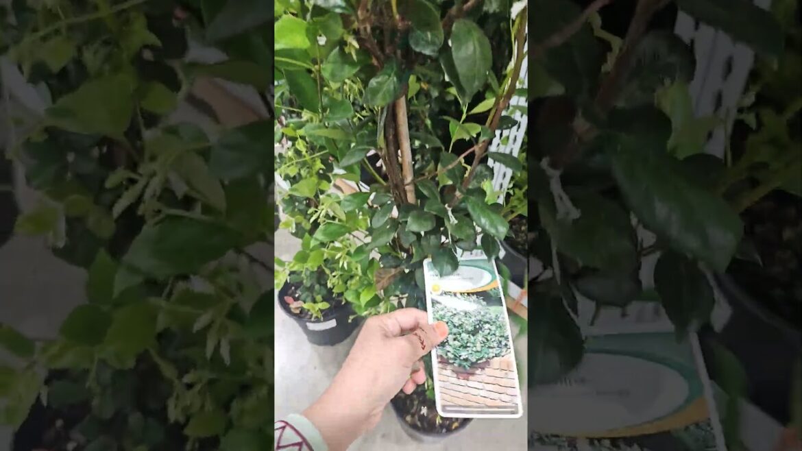 Costco jasmine plant #shorts #garden #jasminetree Costco jasmine plant #shorts #garden #jasminetree