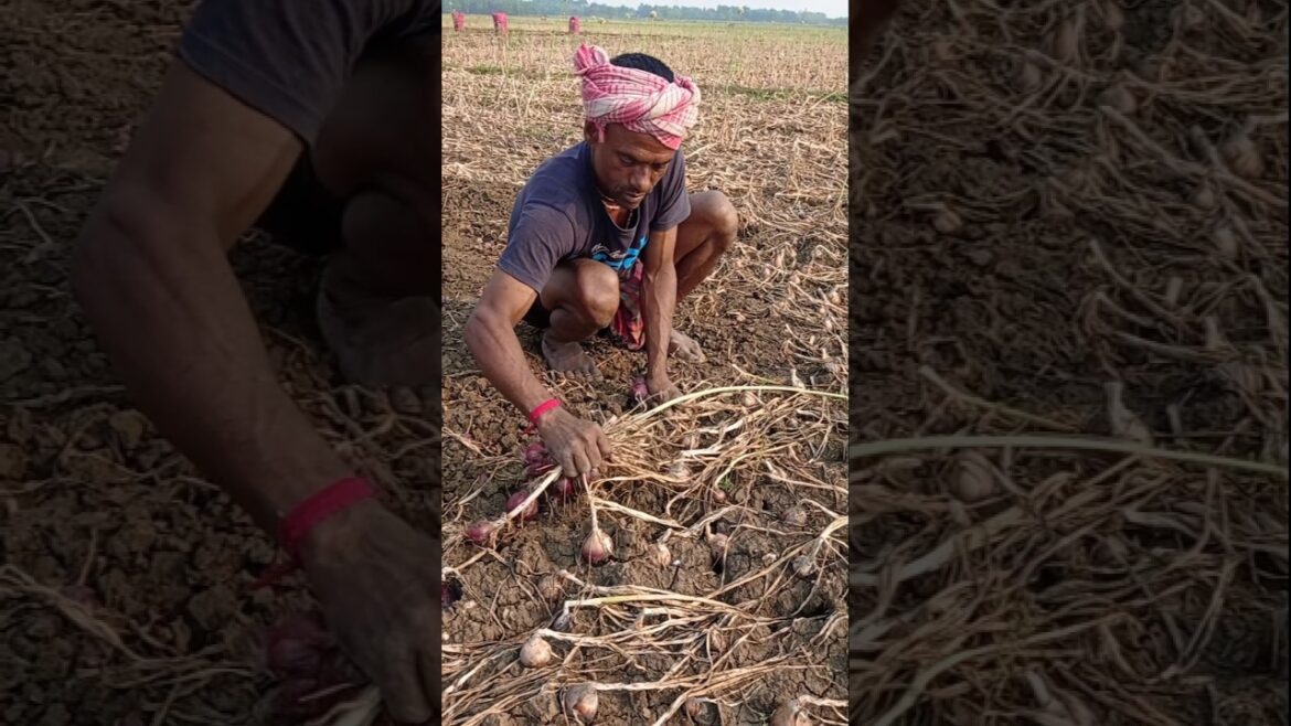 Early Morning Onion Harvest 🧅🌄 #shorts Early Morning Onion Harvest 🧅🌄 #shorts