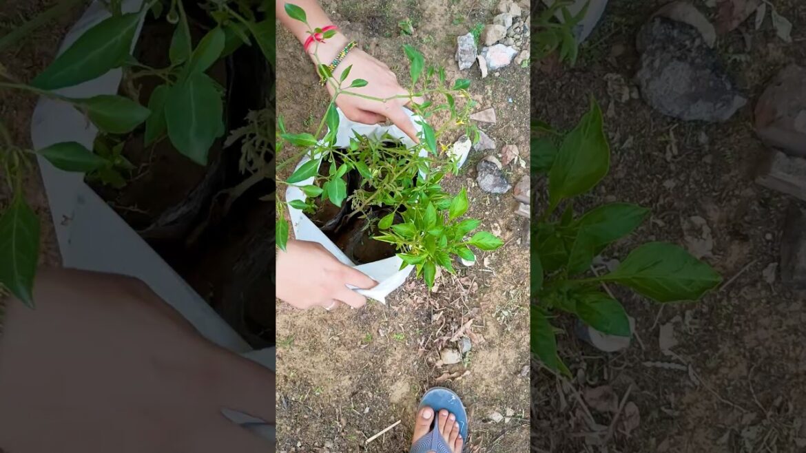 kitchen garden plants #gardening vibes 🥰 #shortvideo #nature #kitchengarden #garden #viral #trending