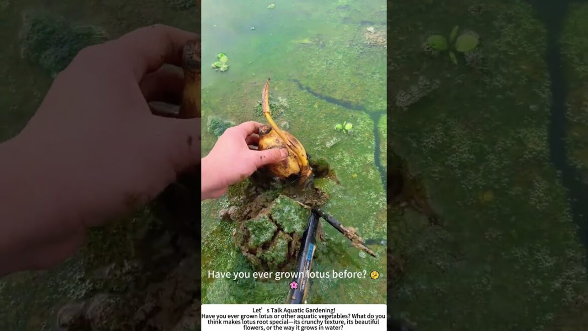 Planting Lotus Roots – Growing a Classic Aquatic Vegetable! 🌊🌱 Planting Lotus Roots – Growing a Classic Aquatic Vegetable! 🌊🌱