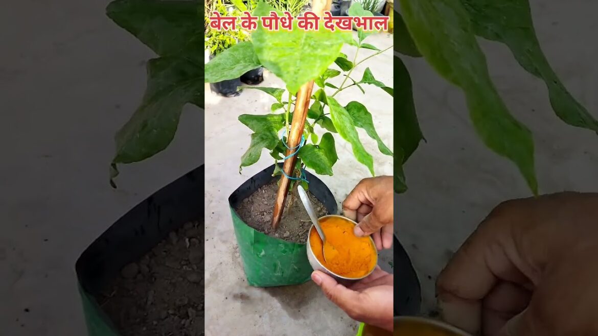 गमले में बेल के पौधे की देखभाल कैसे करें/ Care Tips Bel Plant/Grow & Care of Wood Apple Plant/Shorts