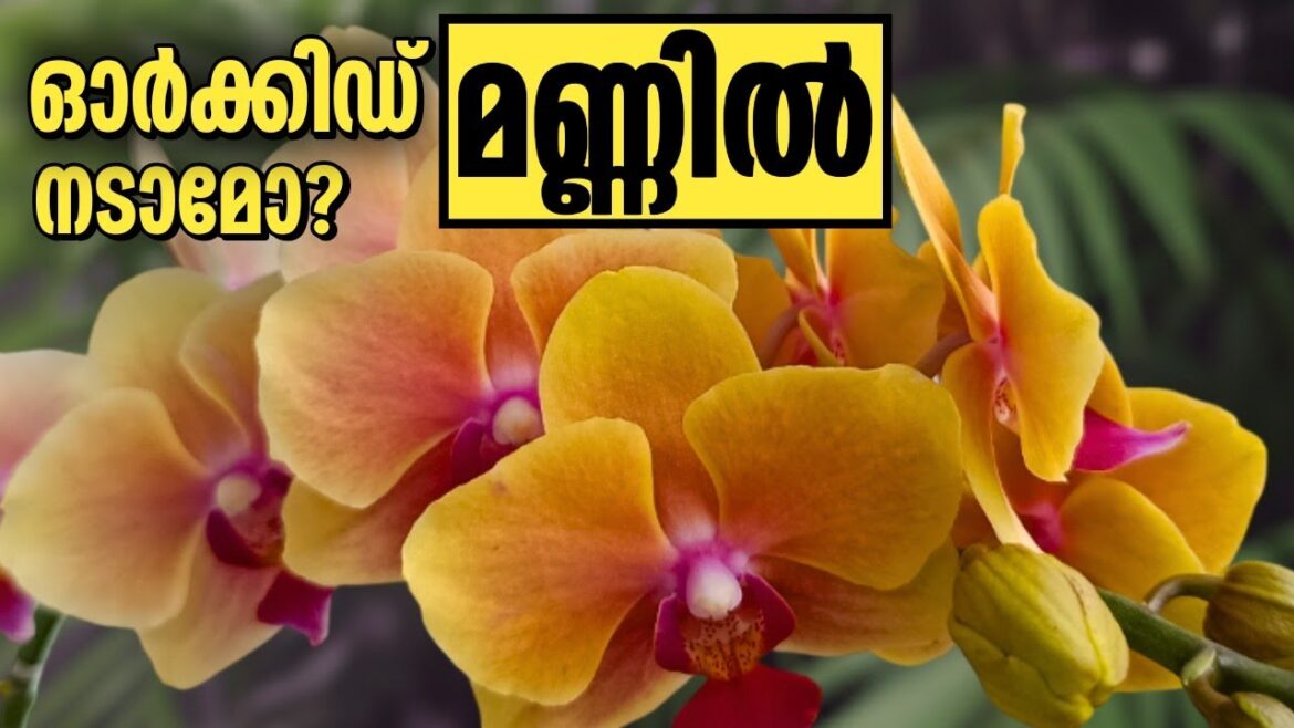ഓർക്കിഡ് മണ്ണിൽ നടാമോ? | Can You Plant Orchids in Soil | Garden Tips by Leena ഓർക്കിഡ് മണ്ണിൽ നടാമോ? | Can You Plant Orchids in Soil | Garden Tips by Leena