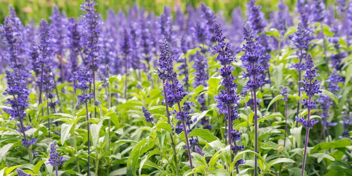 5 Long-Blooming Perennials That Keep Your Garden Colourful For Months