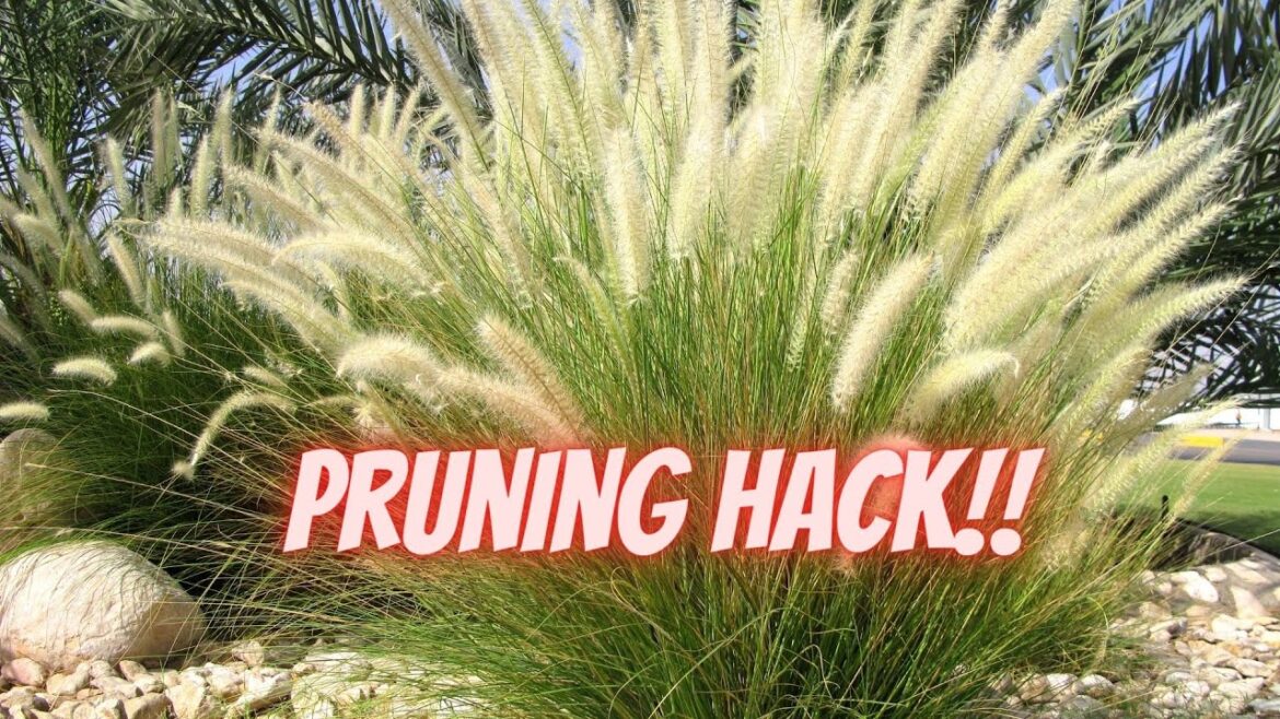 This Simple Trick Makes Ornamental Grass Pruning Effortless