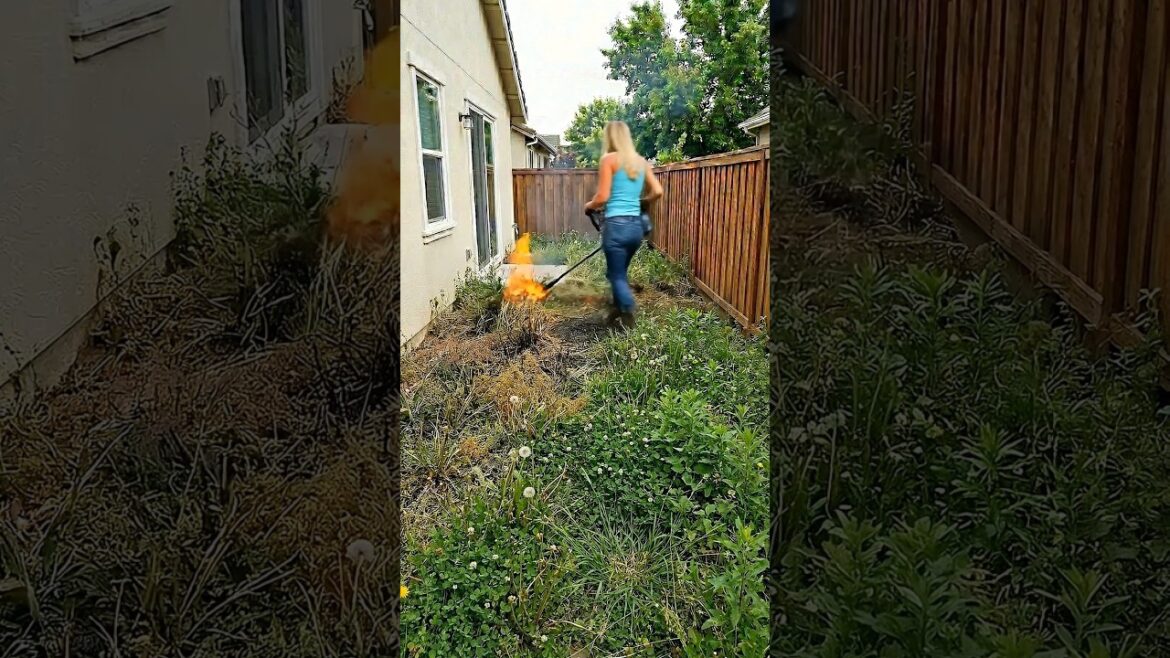 Wait Until You See This Extreme Backyard Transformation