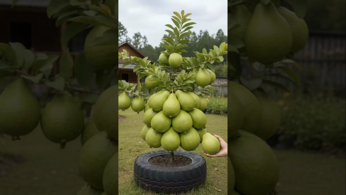 βThis Tiny Tree Grows 30+ Fruits π±π Real or Fake?β#shorts βThis Tiny Tree Grows 30+ Fruits π±π Real or Fake?β#shorts