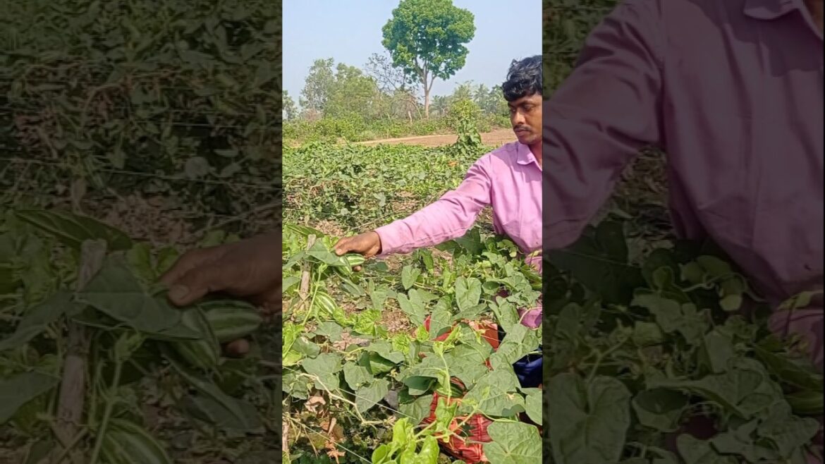 Organic Parwal Harvest 🌿 Healthy & Chemical-Free #shorts