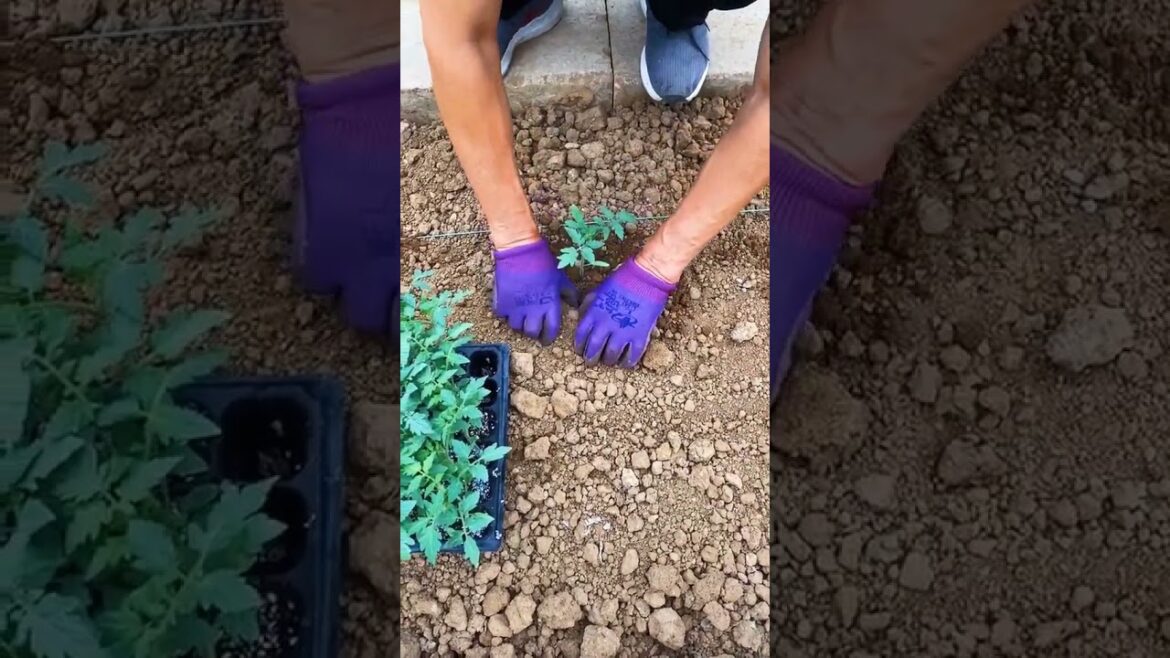 Aside from posting videos of myself growing vegetables in my garden, there’s not much else I post. Aside from posting videos of myself growing vegetables in my garden, there's not much else I post.