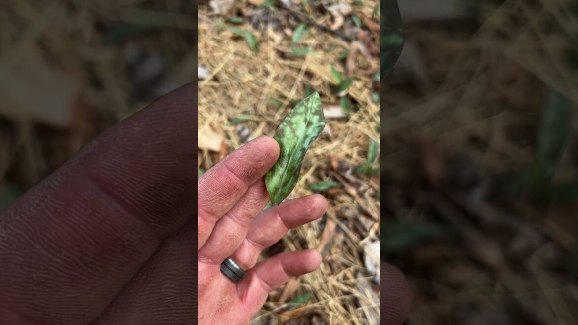 Trout Lily edible