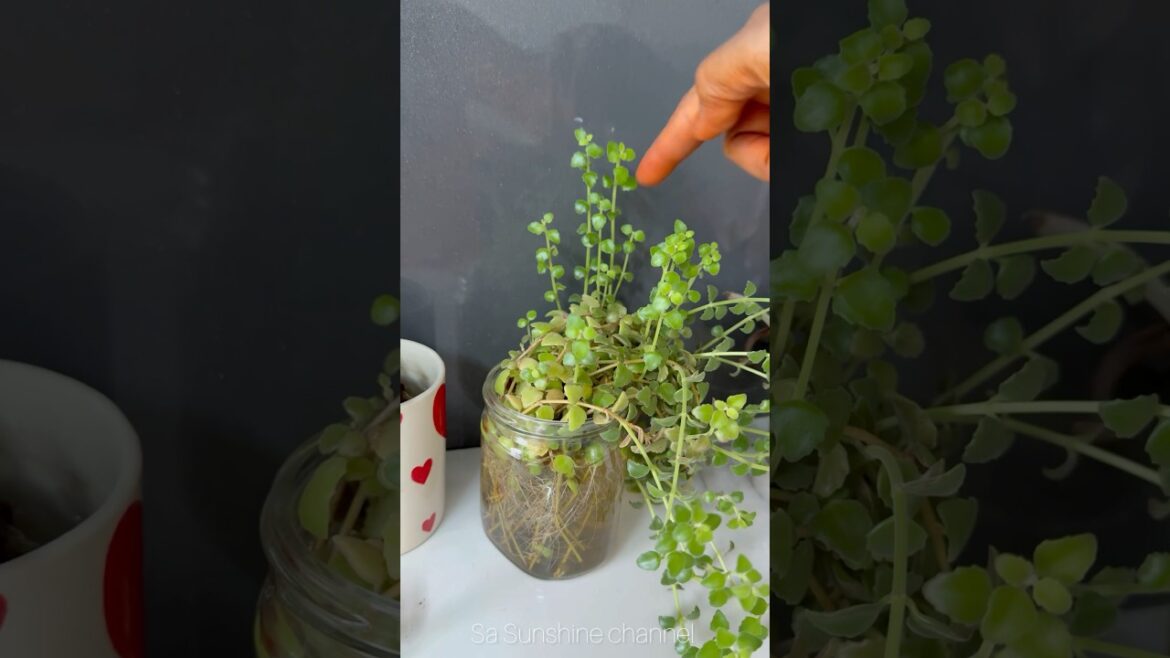🔥Our Small Balcony Garden Plants#shorts#gardeningideas#gardeningtips#indoorplants
