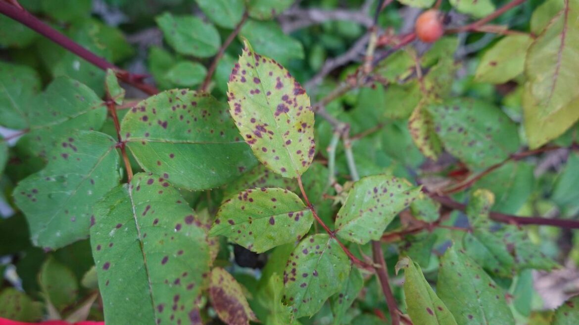 Roses will have ‘green glossy’ leaves if sprayed with fridge item to prevent black spot Devon Live