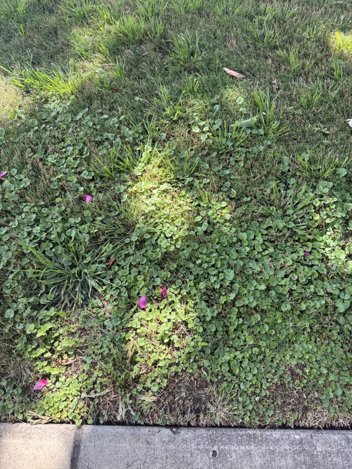 Penny weed removal