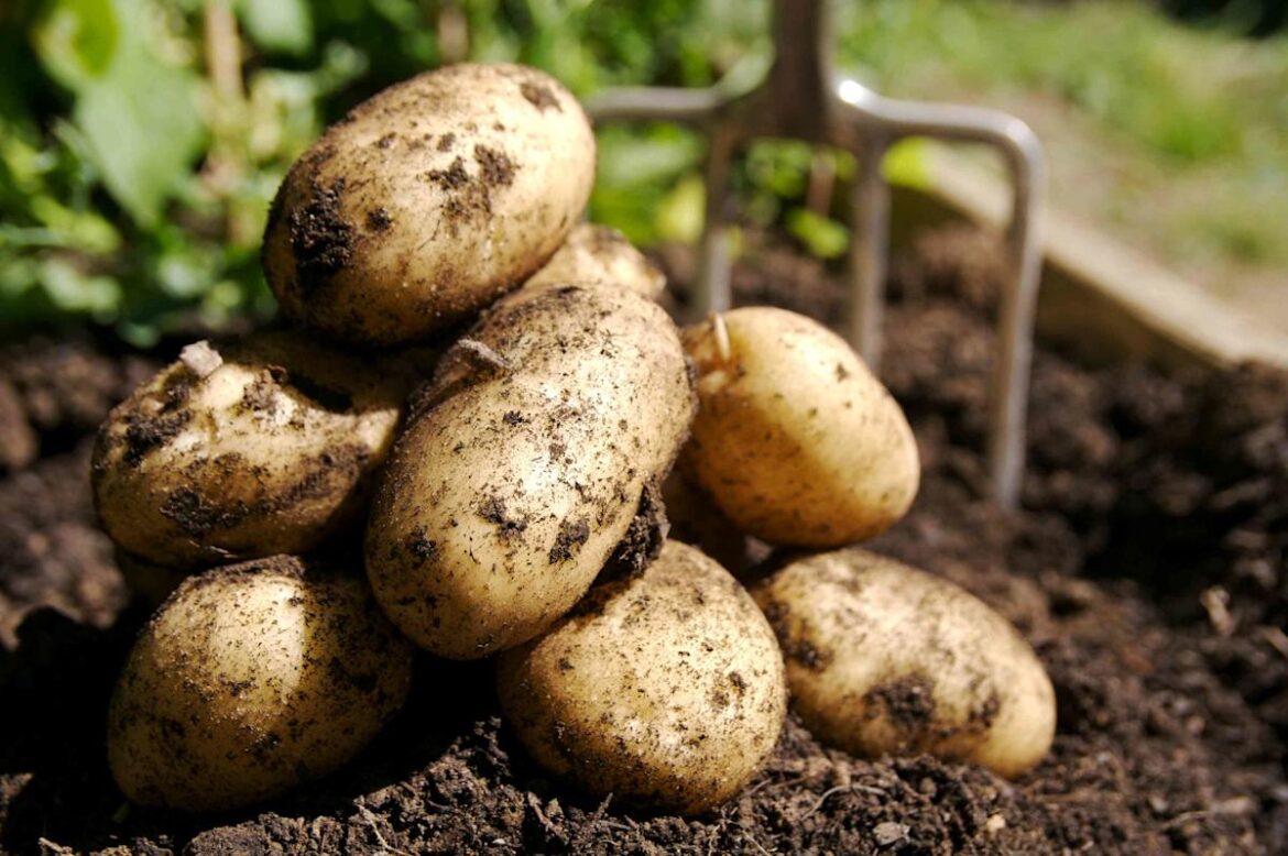 Gardeners Agree on the Best Time to Plant Potatoes—and It Might Be Sooner Than You Think The Spruce