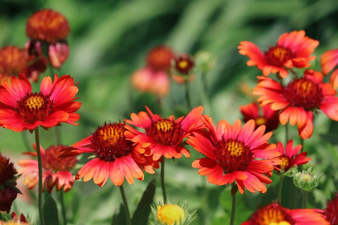 10 Fast-Growing Perennials That Create A Full Garden In No Time Southern Living