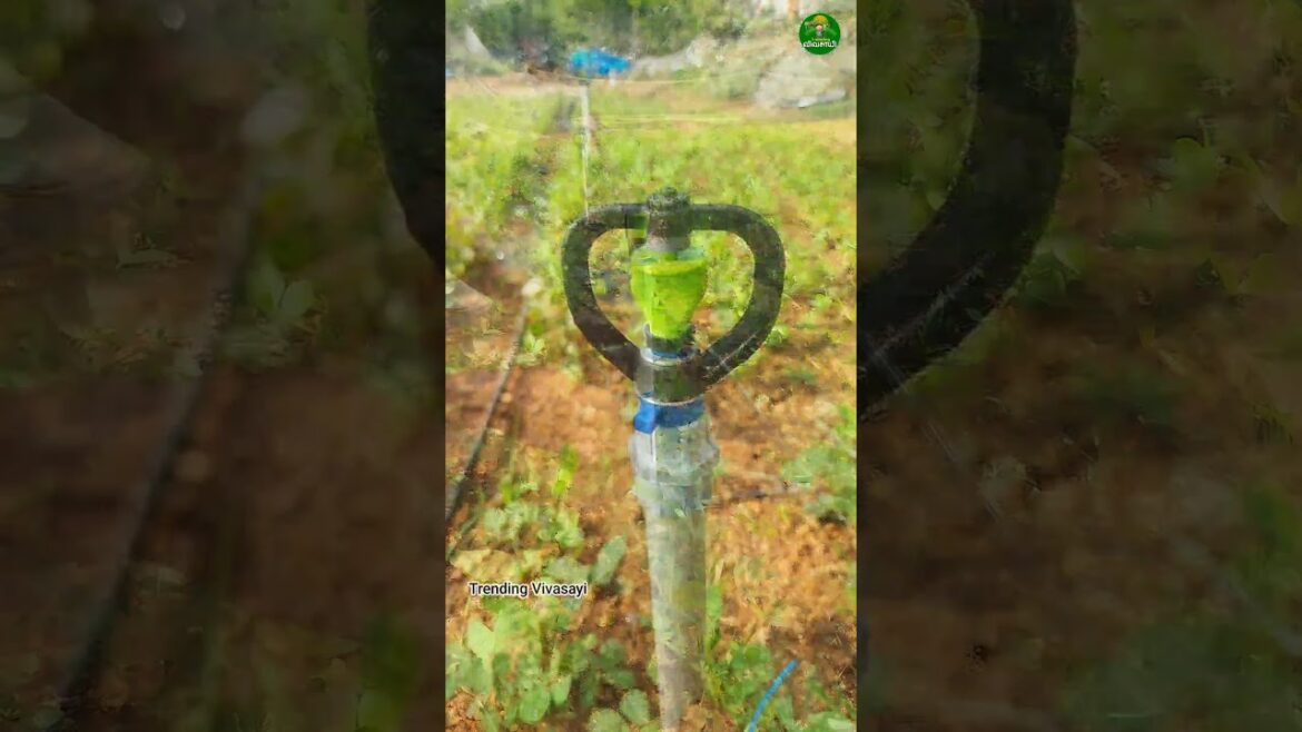 🤯Sprinkler irrigation setup!!👌🏻#farming #agriculture #short