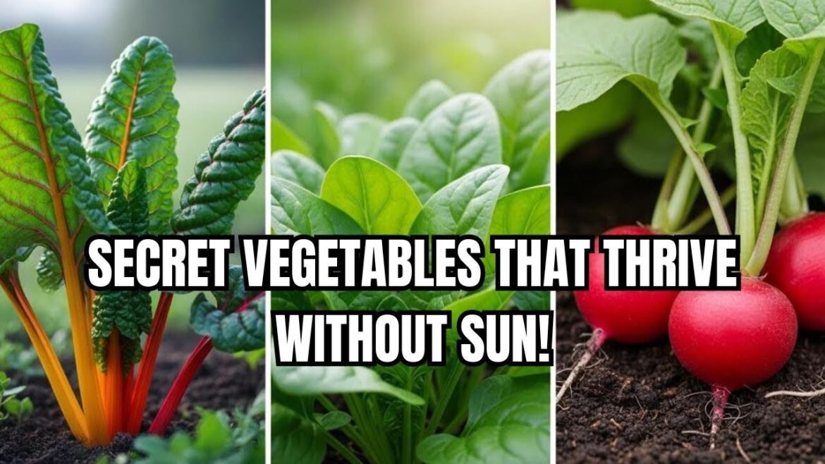 11 Perfect Vegetables To Grow in a Shady Garden Space