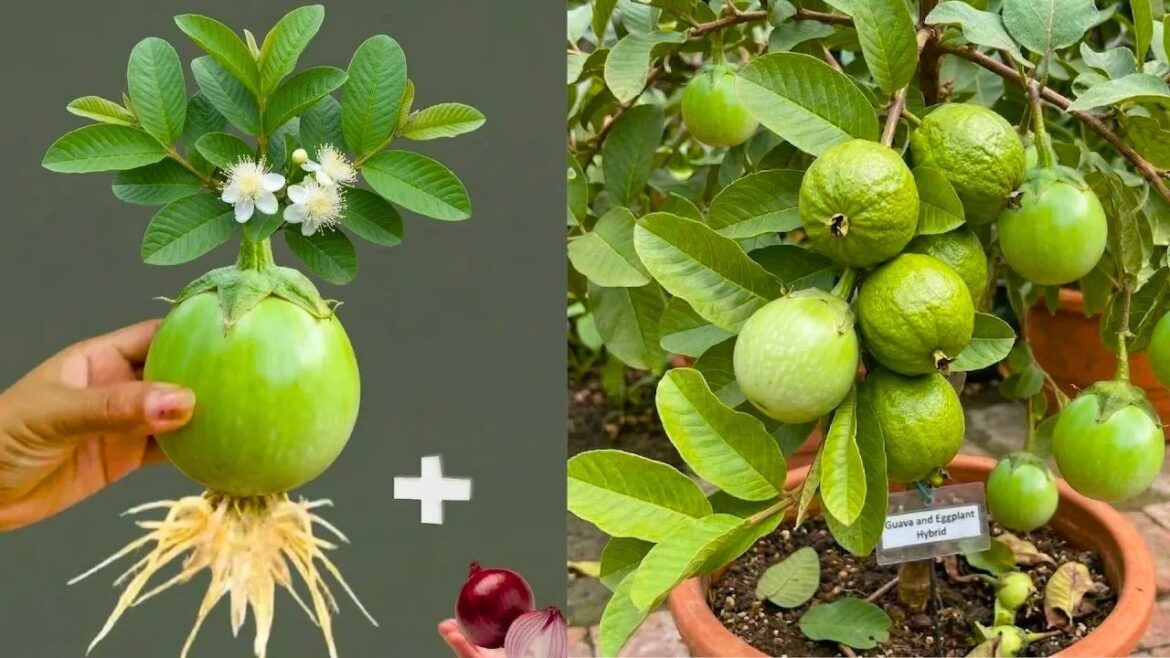 🔴LIVE: Grow Eggplant in Guava Tree 🌱🍆 | Unique Gardening Trick You Must Try! 🔴LIVE: Grow Eggplant in Guava Tree 🌱🍆 | Unique Gardening Trick You Must Try!