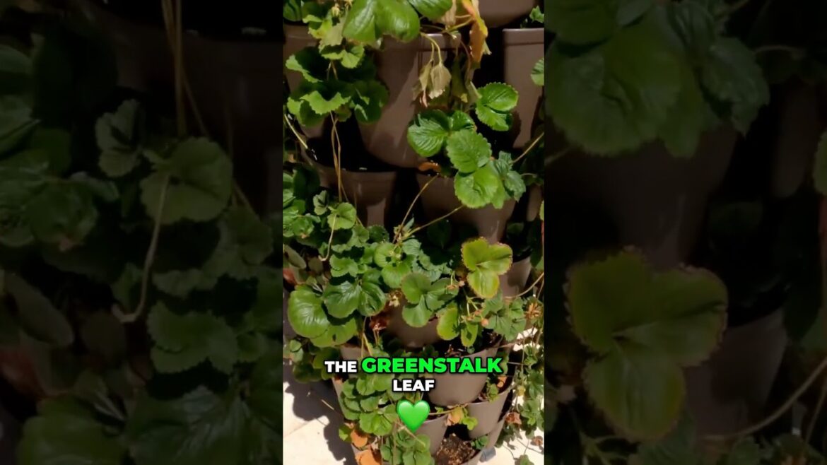 California Gardening: Grow Perfect Strawberries: The GreenStalk Planter Secret! 🍓✨ Grow Perfect Strawberries: The GreenStalk Planter Secret! 🍓✨