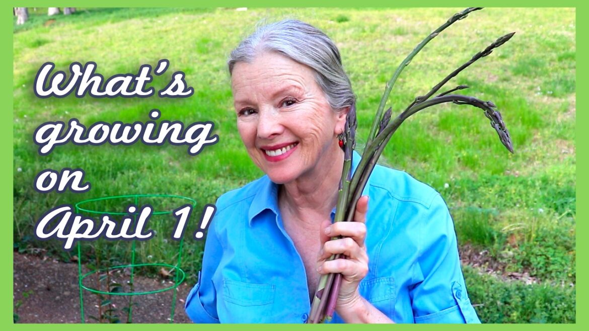 Kaye Kittrell: COMPLETE SPRING GARDEN TOUR! COMPLETE SPRING GARDEN TOUR!