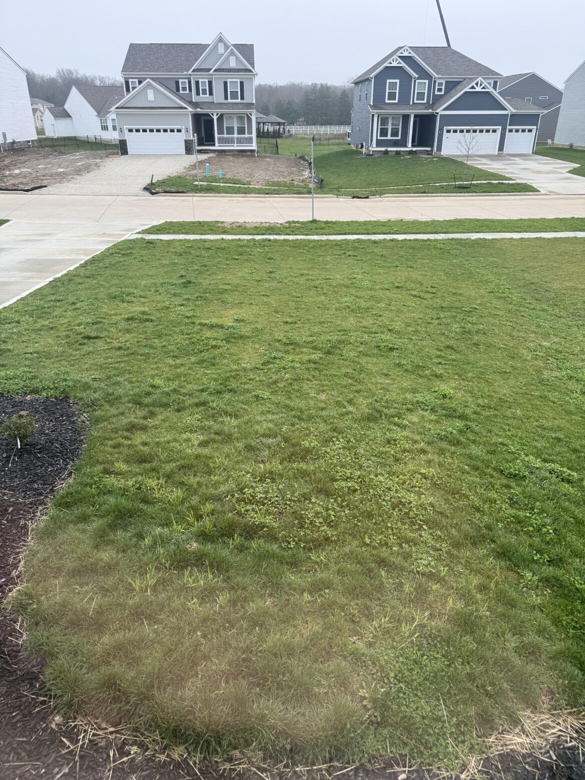 Seeded in fall - Clover going wild