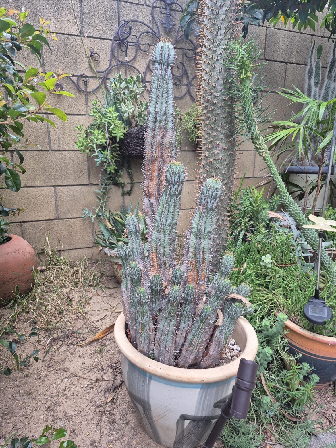Help identify this euphorbia!