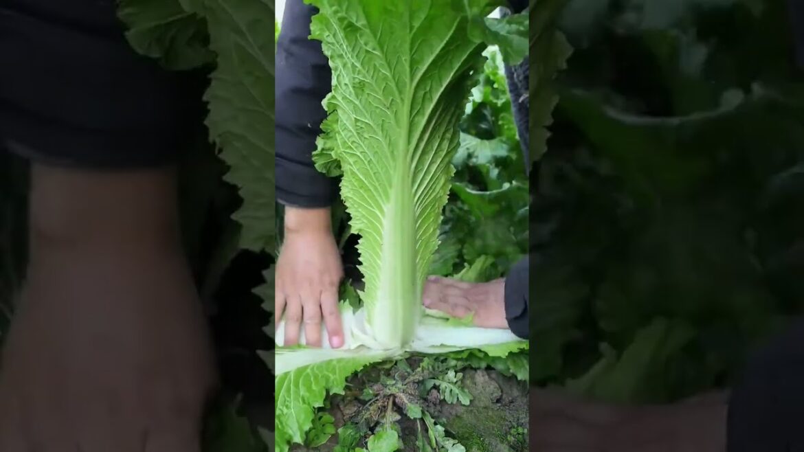 Sam Hong Cabbage 101: Fast Gardening Tips & Wild Facts 🥬 #farming #gardening #permaculture #shorts