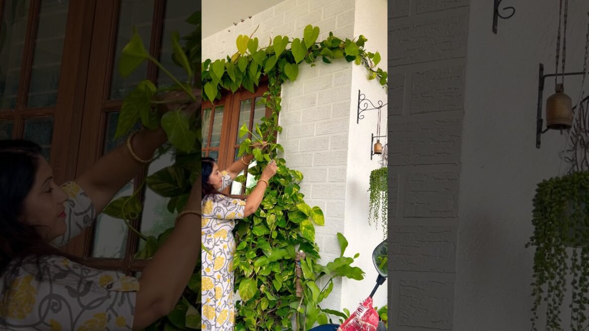 Money plant decorations ideas #home #decoration #youtubeshorts #indoorplants #moneyplant #shorts