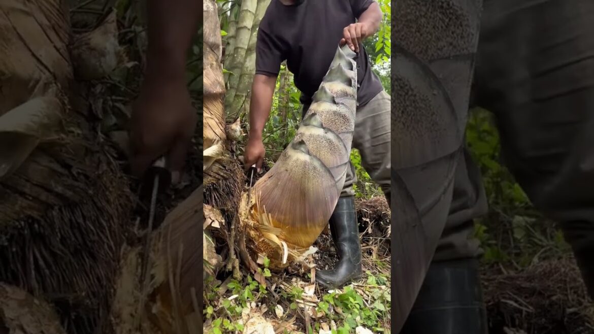 Discover the Magic of Giant Dragon Bamboo: Grow Your Own Delight