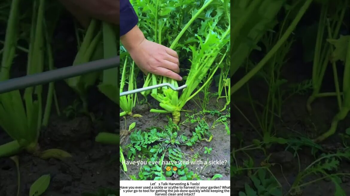 Harvesting with a Sickle – Fast, Efficient, and Satisfying! 🌿⚡