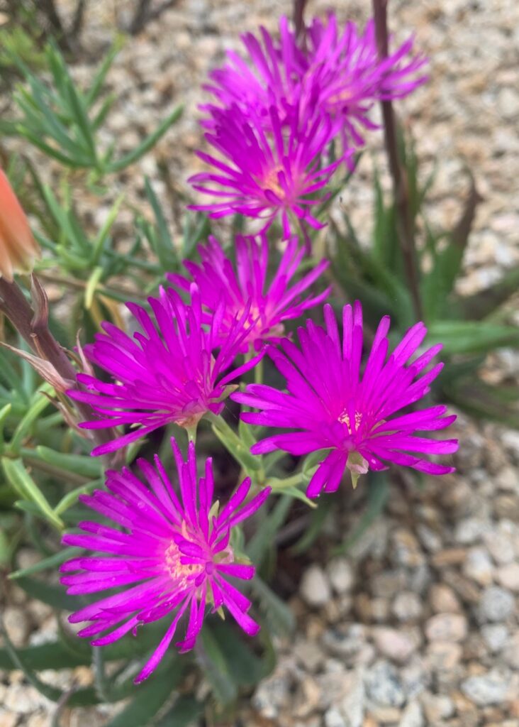 Tom Karwin, On Gardening | Designing garden beds – Santa Cruz Sentinel Tom Karwin, On Gardening | Designing garden beds – Santa Cruz Sentinel