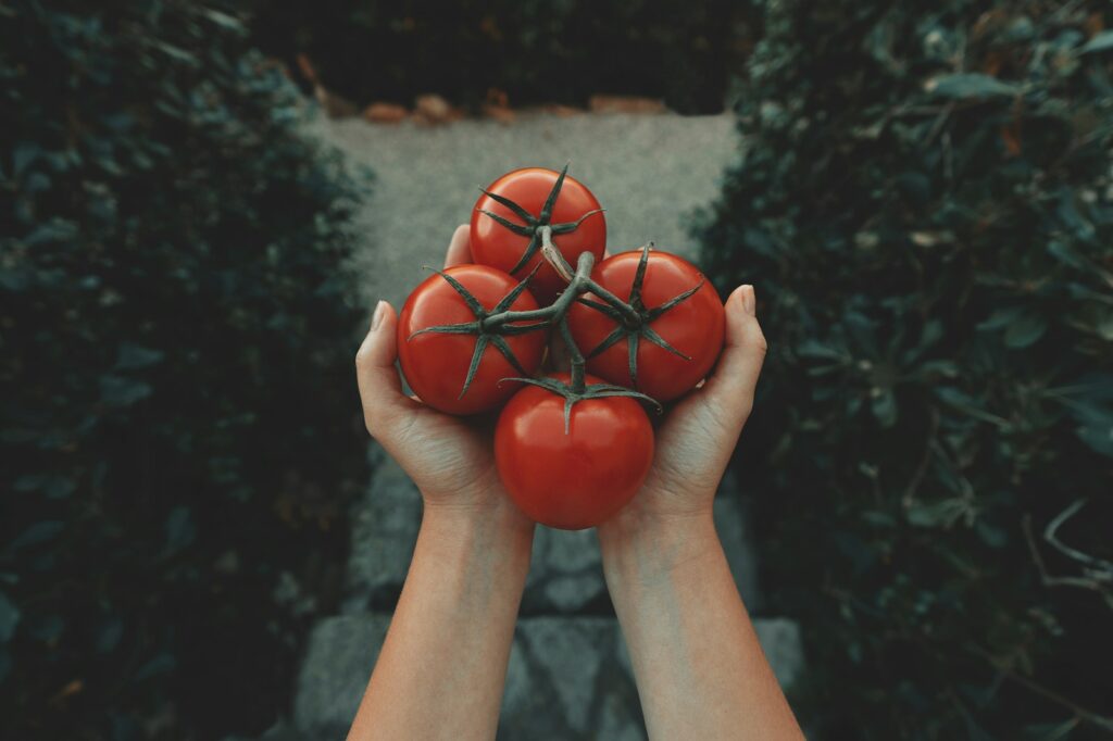 The Risks of Planting Tomatoes Too Early: What Every Gardener Should Know Lovely Garden Roots