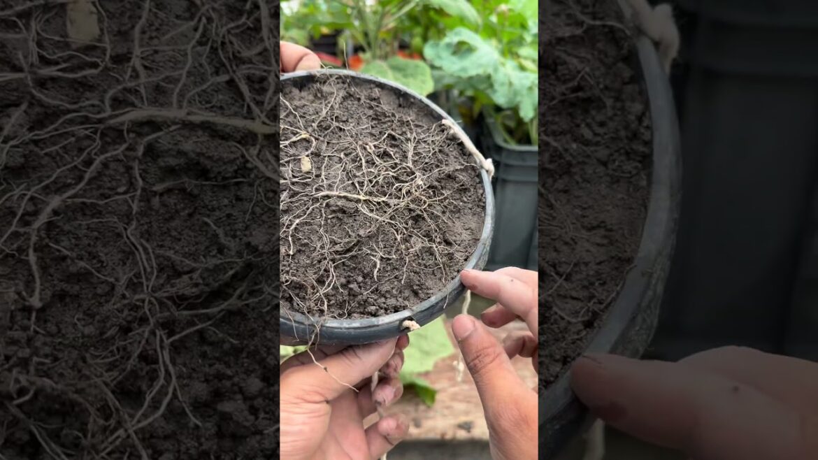 Eggplant growing by upside down techniques using compost soil #eggplant #plants #nature #flowers