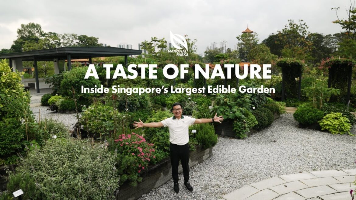 NParks Portraits | A Taste of Nature — Inside Singapore’s Largest Edible Garden NParks Portraits | A Taste of Nature — Inside Singapore's Largest Edible Garden