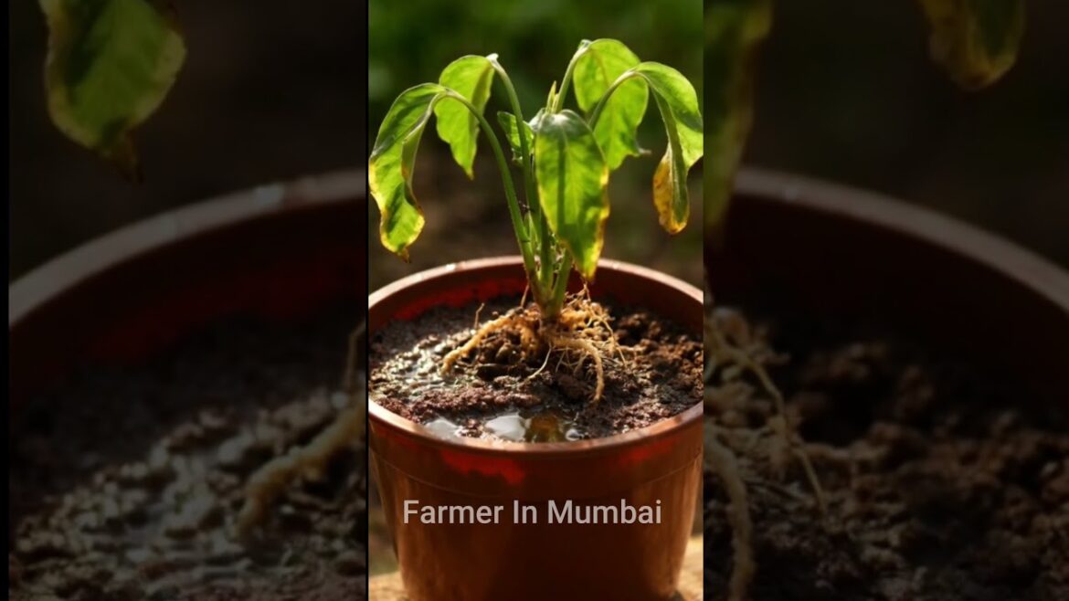 70% Gardeners यही गलती करते हैं – सही Planter कैसे चुनें | #shorts #shortsfeed #gardeningtips 70% Gardeners यही गलती करते हैं – सही Planter कैसे चुनें | #shorts #shortsfeed #gardeningtips