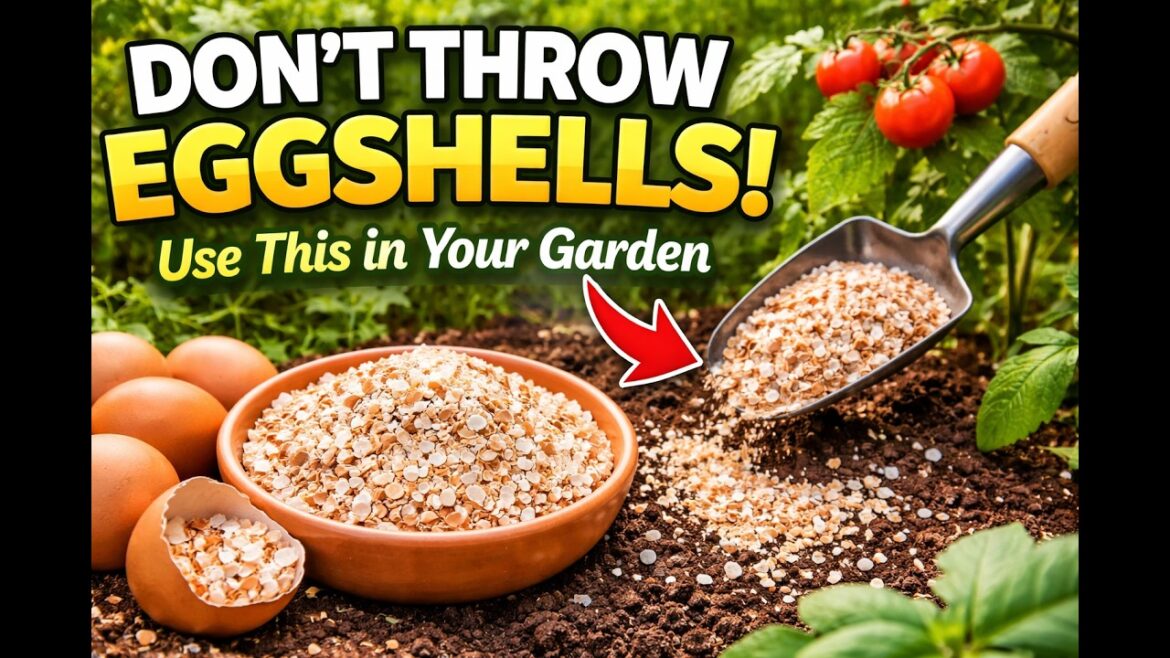 Slugs Destroying Your Garden? This Eggshell Trick Changes Everything