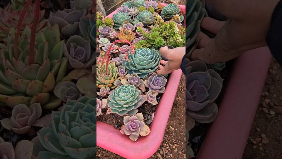 Transplant the Echeveria imbricata plant.