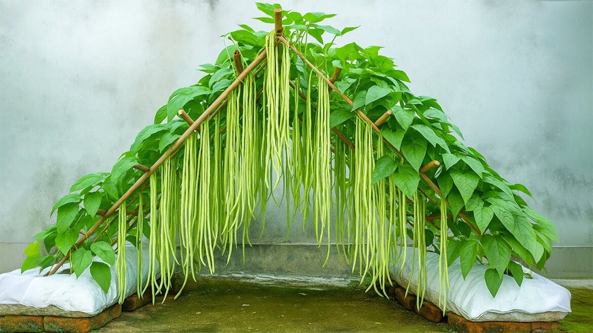 Don’t Throw Away Old Sacks, Super Long Bean Growing Idea in Sacks Don't Throw Away Old Sacks, Super Long Bean Growing Idea in Sacks