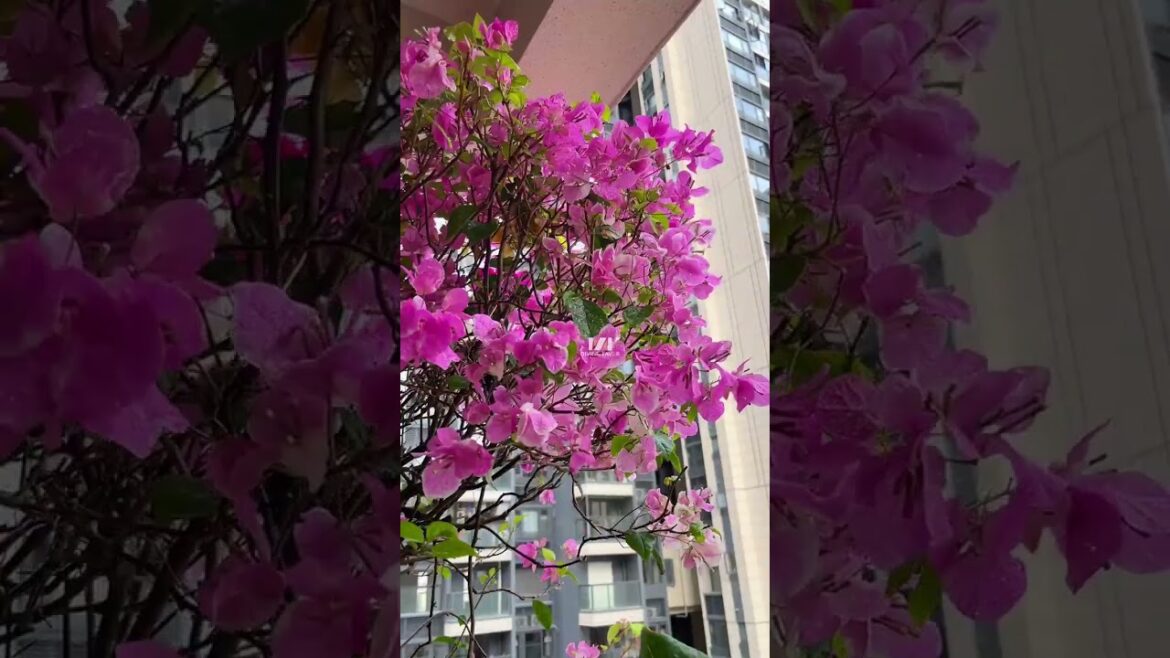 Create a garden corner on your balcony #SpaceDesign #gardendesign #garden #plants Create a garden corner on your balcony #SpaceDesign #gardendesign #garden #plants