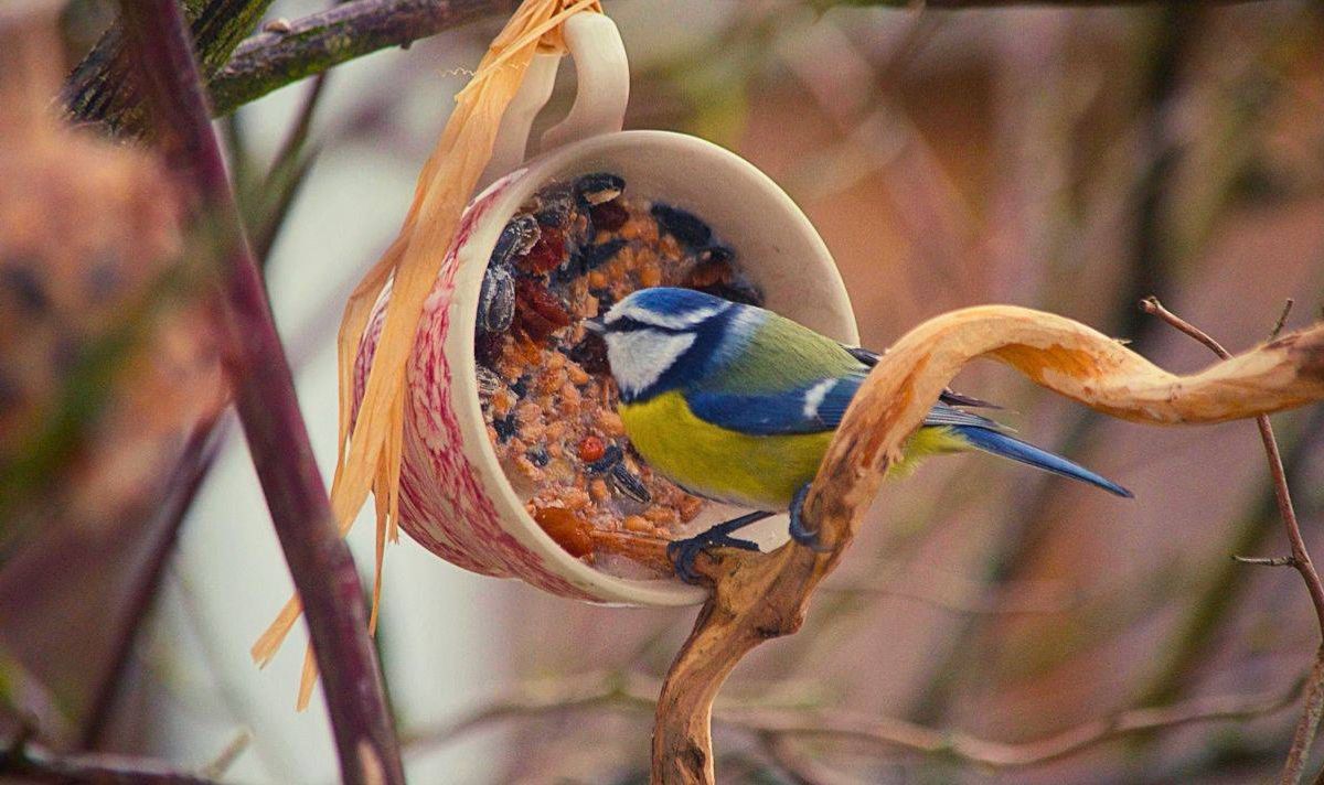 Picture of a bird eating out of a mug 