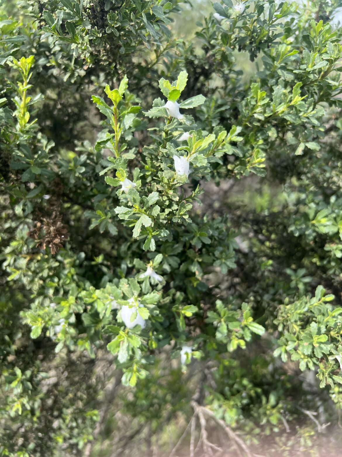 Coyote brush loogies?