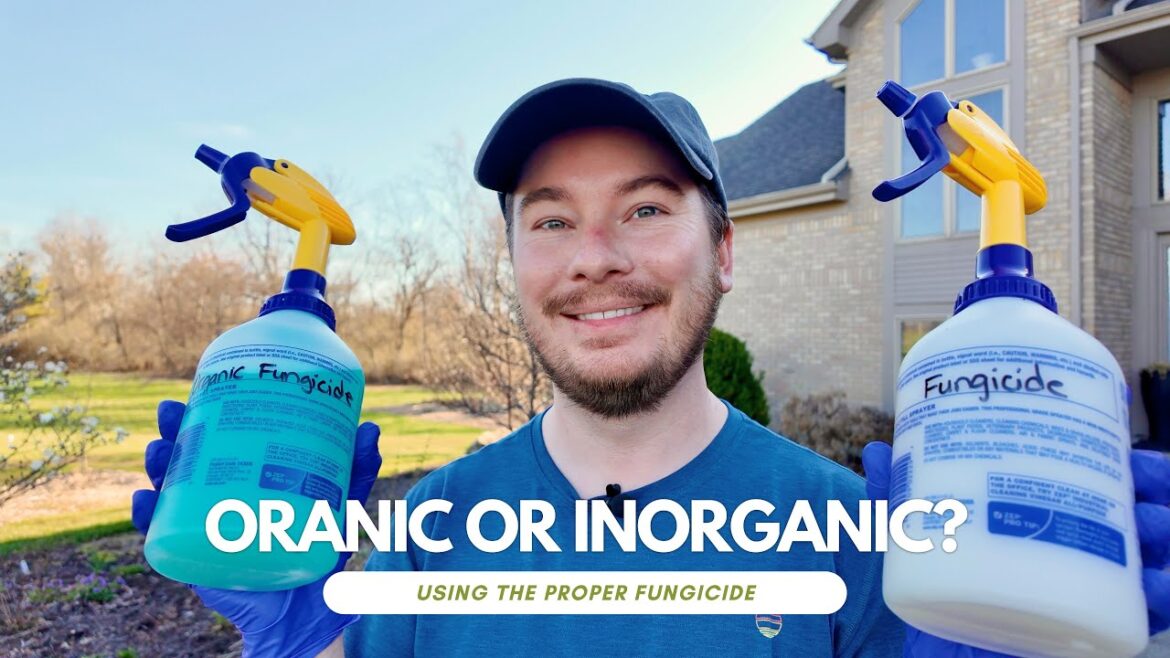 Preventing Disease In the Spring Garden (Tips on Spraying & Treatment) | The Southerner's Garden