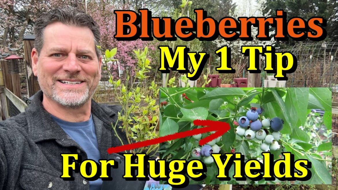 Gary Pilarchik: How to Plant Blueberries & Fertilizer Your Spring Blueberry Bushes (Get a Huge Harvest Every Year) How to Plant Blueberries & Fertilizer Your Spring Blueberry Bushes (Get a Huge Harvest Every Year)
