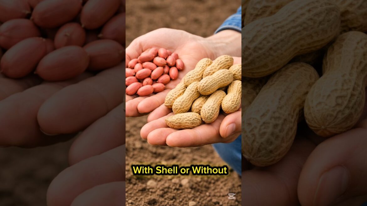 Planting Peanuts WITH Shell vs WITHOUT #peanut #farmingtips #gardeningtips