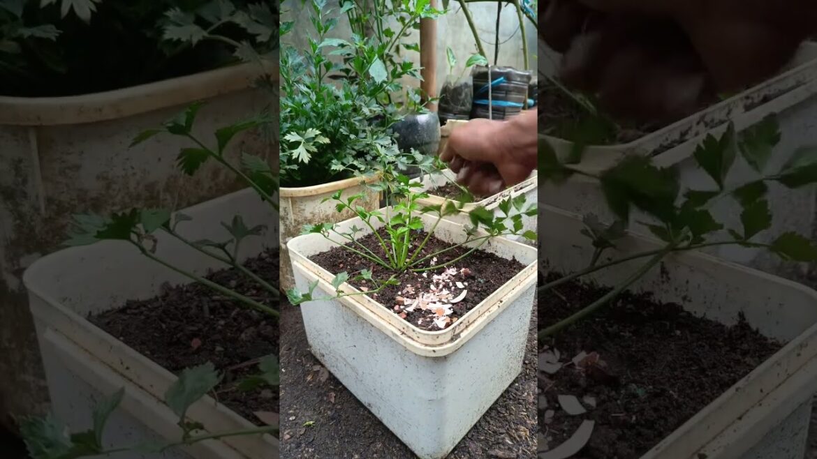 Cangkang telur🥚 #gardening #tanamanunggul #garden #gardening #homegardening #vegetablegardening
