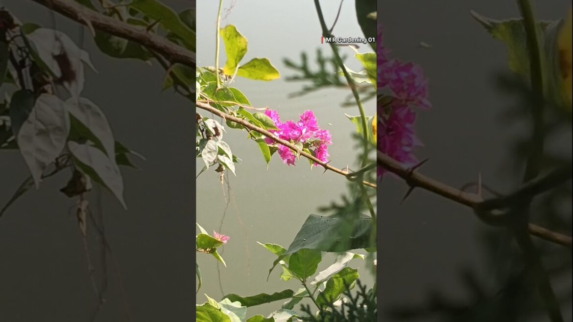 Happyness gardening #flowers #gardening #trend #mrgardening01